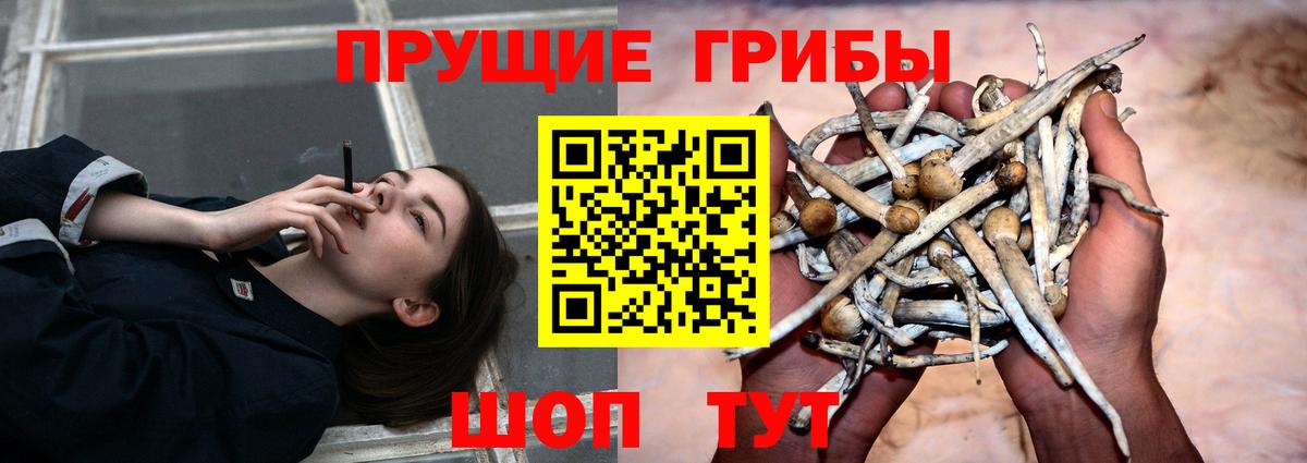 Псилоцибиновые грибы Cubensis Гай